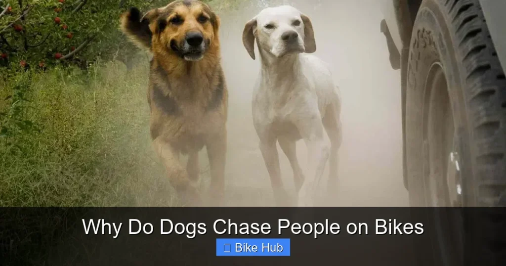 Why Do Dogs Chase People on Bikes