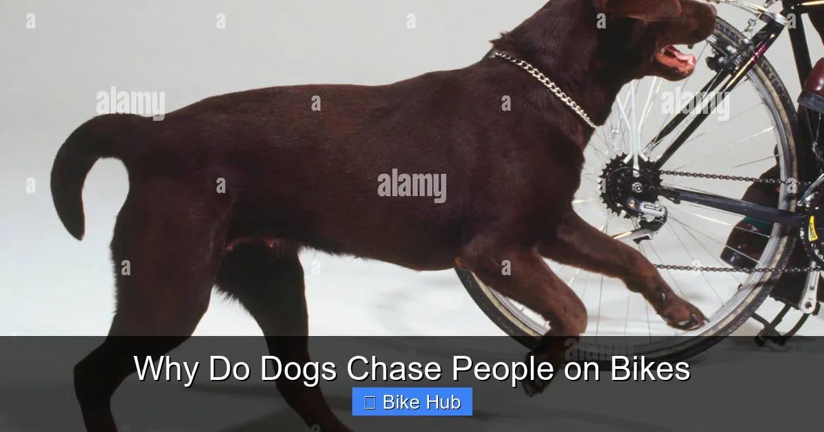 Why Do Dogs Chase People on Bikes