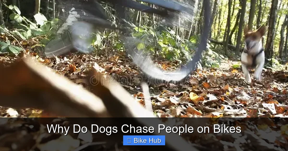 Why Do Dogs Chase People on Bikes